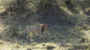 Лев @ Масаи Мара, Кения