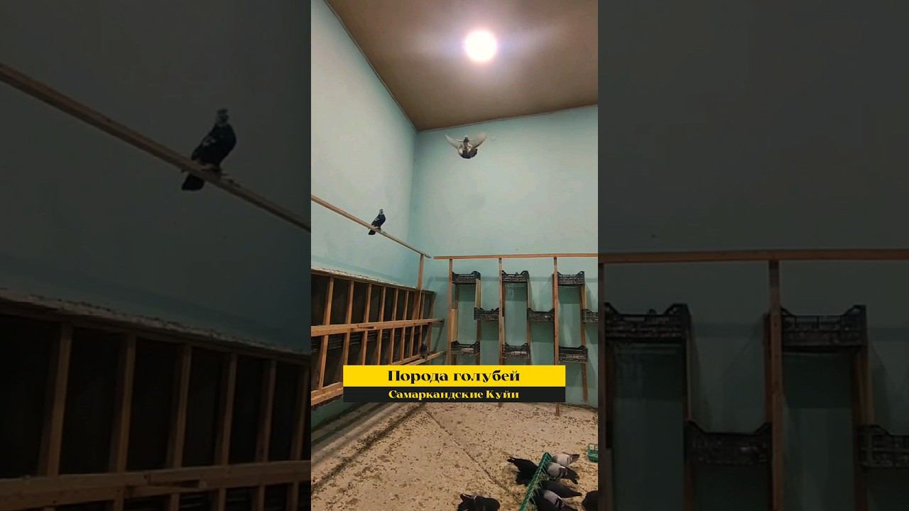 ГОСТИ ИЗ ТАДЖИКИСТАНА. МАСТЬ "КУЙИ" САМАРКАНДСКИЙ БОЗИНГАР "ИГРОВЫЕ ГОЛУБИ" ДРЕВНЕГО САМАРКАНДА. смотреть онлайн