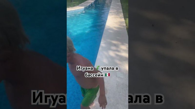 Игуана  упала в бассейн