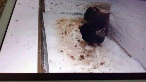 Городская ферма. Домашняя курица.