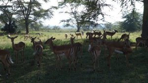 Импалы очень близко @ Накуру, Кения