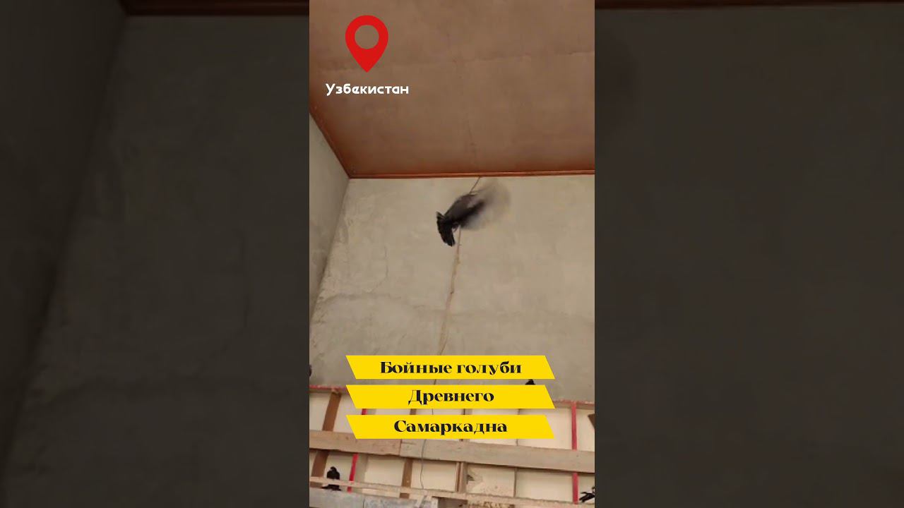 МАСТЬ "ГУЛЬСАР" САМАРКАНДСКИЙ БОЗИНГАР "ИГРОВЫЕ ГОЛУБИ" ДРЕВНЕГО САМАРКАНДА. "ПОРОДА САМАРКАНДСКАЯ" смотреть онлайн