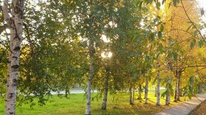 На Suzuki hayabusa