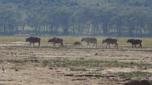 Буйволы (вдалеке) @ Накуру, Кения