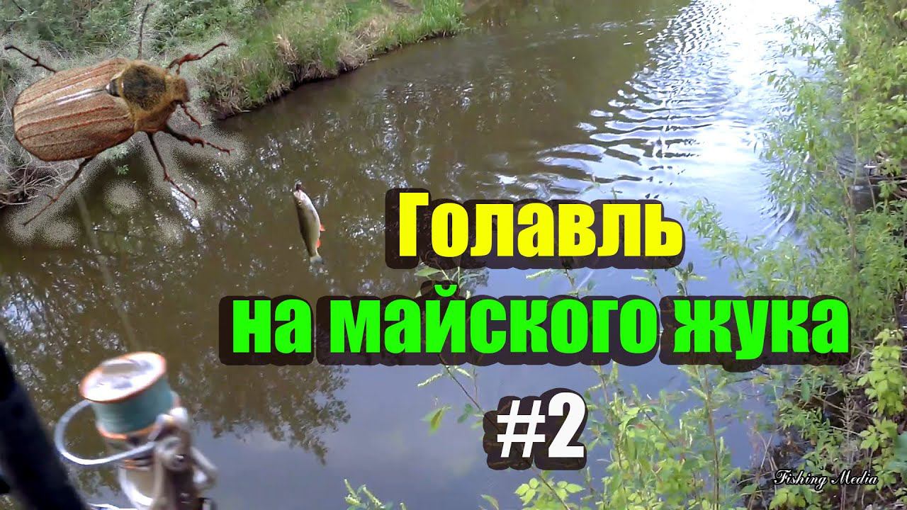 Ловля Голавля удочкой на Майского Жука весной. Он становится активным! 13 мая.