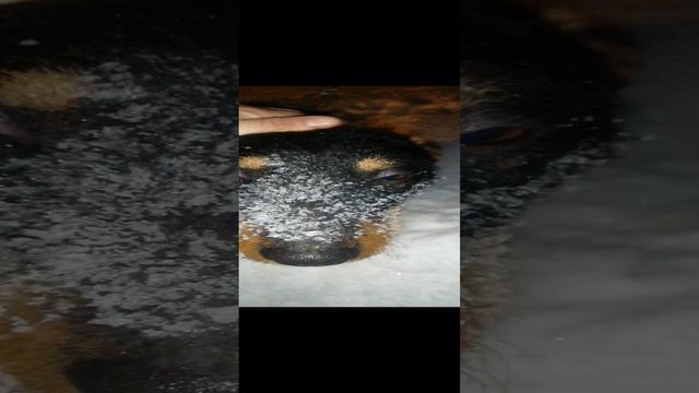 Немецкий ягдтерьер зимой.