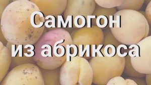 Самогон из абрикоса   - ставлю брагу