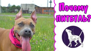 Почему я выбрала такую породу как питбуль? | питбуль | дрессировка собак | амстафф