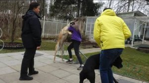 ДТ - 321. Напряженная атмосфера. 3 кане-корсо и доберман.