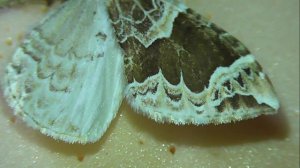 ИЗ МИРА: 53. Eulithis prunata (пяденица ночная смородинная)