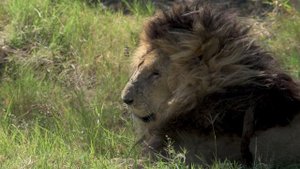 R.I.P ScarFace - The most famous Africa Lion in his last minutes