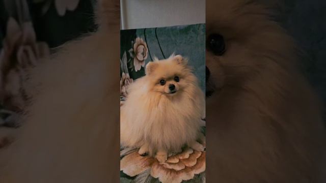 милашный пёсик смотреть онлайн