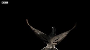 Slow Motion Pigeon Flight | BBC Earth