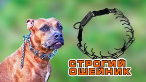 Строгий ошейник дрессировка собак живодерство
