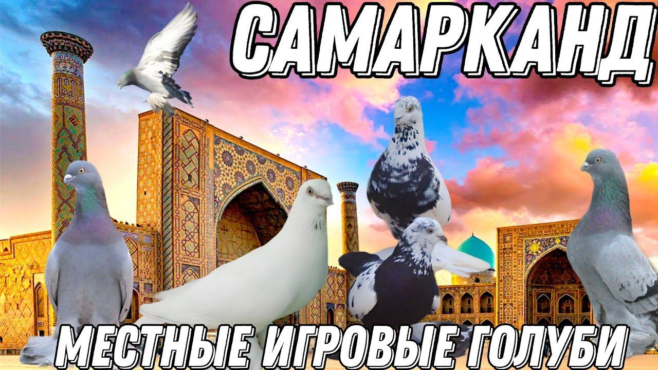 Бойные голуби Самарканда. Игровой Д.Исмат. Немного юмора