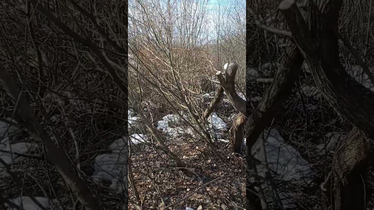 Снова пилю ветки козам