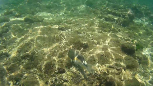 Parrotfish @ Selingan Turtle Island, Borneo