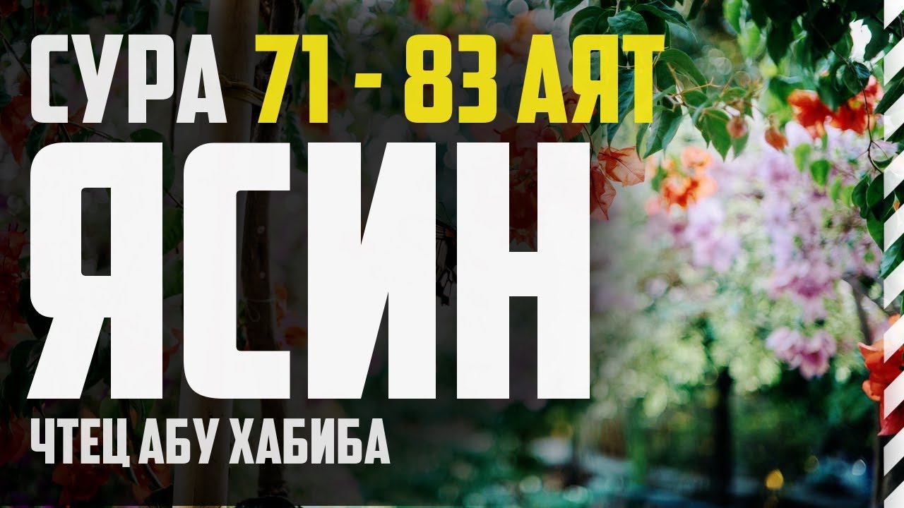 Cура Ясин 71-83 аят. Абу Хабиба смотреть онлайн