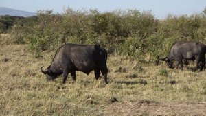 Буйвол @ Масаи Мара, Кения