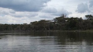 Орел ловит рыбу @ Найваша, Кения