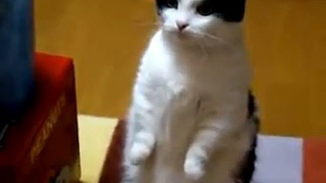 Это кот или хомяк смотреть онлайн