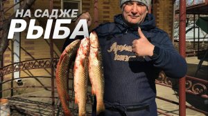 КАК ПРАВИЛЬНО ЖАРИТЬ КЕФАЛЬ НА ДИСКЕ ОТ БОРОНЫ НА КОСТРЕ