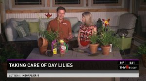 Taking care of day lilies