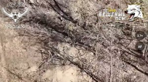 СВО 18+ В занятых окопах 58-й брЫгады ВСУчек в районе речки Кашлагач