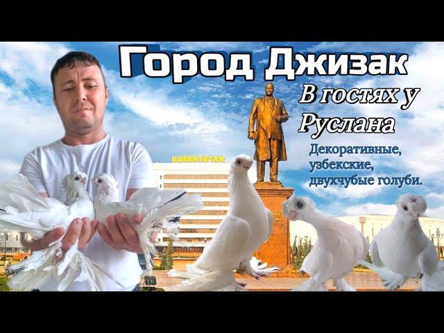 В гостях у Руслана Узбекистан г.Джизак.Разговор о селекции  голубей, двухчубые. #голуби #обзор