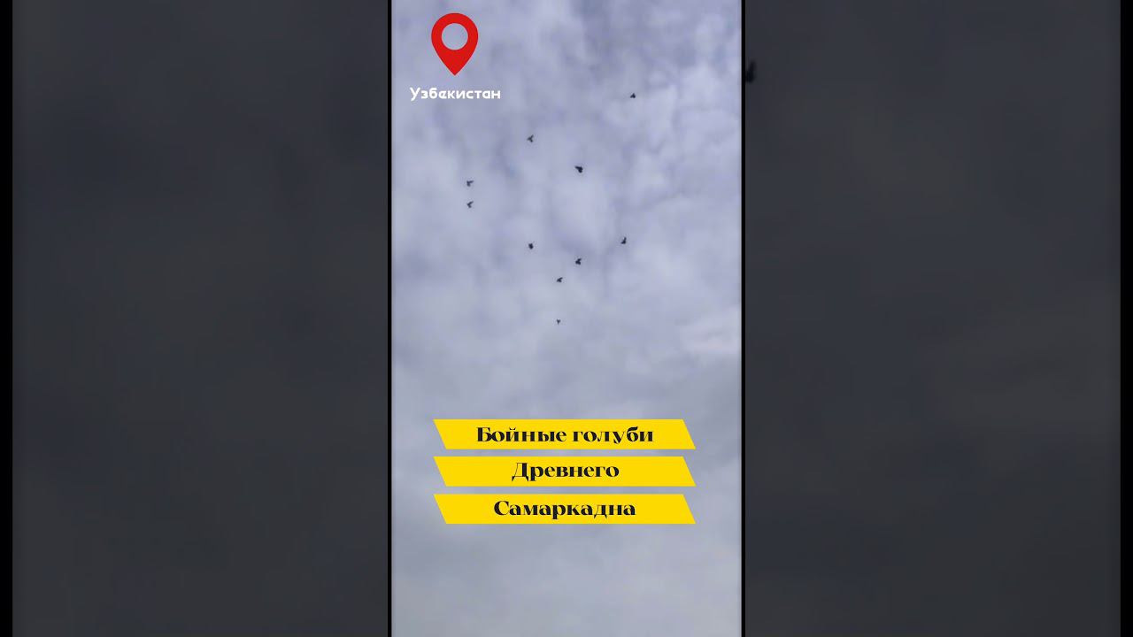 РАЗНАЯ МАСТЬ ГОЛУБЕЙ САМАРКАНДСКИЙ БОЗИНГАРИ "ИГРОВЫЕ ГОЛУБИ" ГОЛУБИ ДРЕВНЕГО САМАРКАНДА. смотреть онлайн