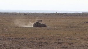 Битва львов за самку @ Амбосели, Кения