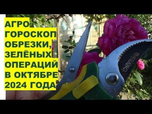 Октябрь 2024 лунный календарь обрезки растений сада Green prunings in the garden in October 2024