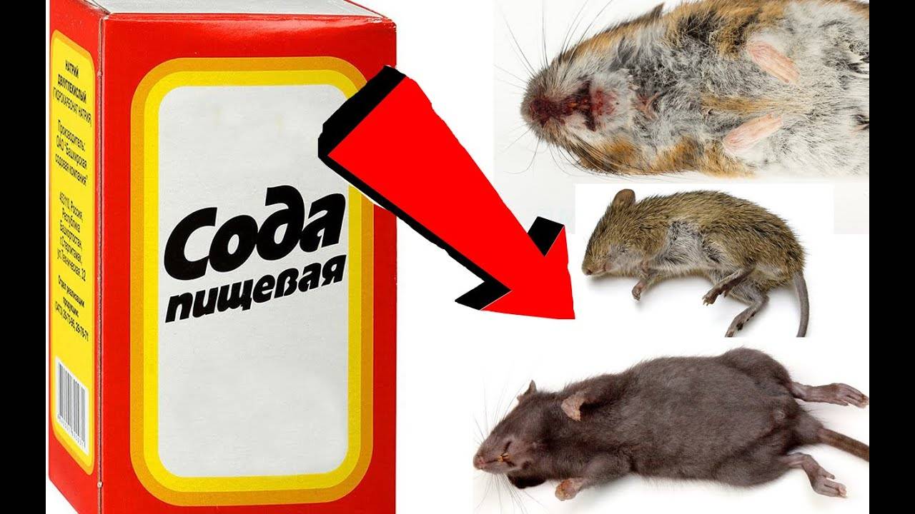Как избавиться от мышей за 3 секунды в доме!