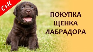 Покупка щенка лабрадора. Как купить и не ошибиться.