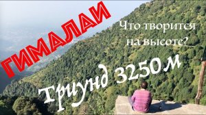 Горы Гималаи. Часть 4. Подьем на Триунд 3250м. Горные козлы. Прогулка в облаках.