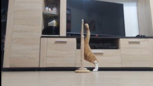 Кошка исчезает