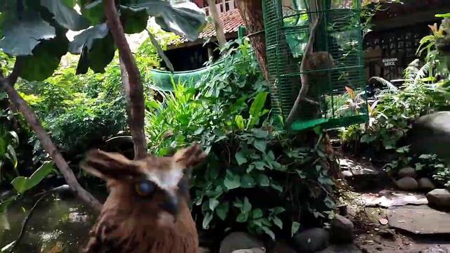 beluk ketupa, pandangan yang tajam смотреть онлайн