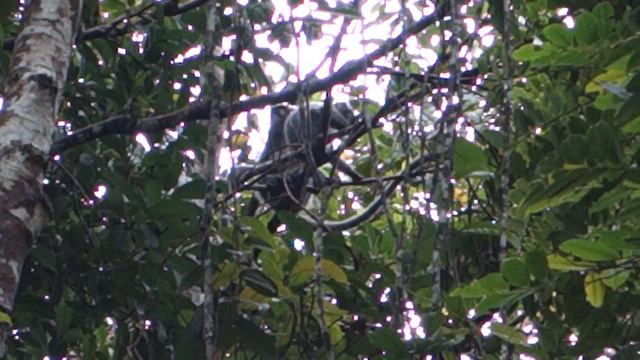 Silver Leaf Monkeys @ Damai, Borneo