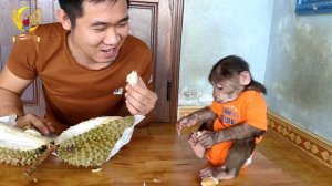 Monkey YoYo JR first ate durian| Very funny reaction of Monkey when eating durian