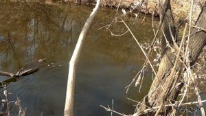 Проверка донок на налима на малой реке и модифицированная стукалка.