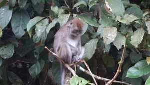 Macaque @ Kinabatangan, Borneo