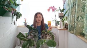Это БЕЗУМИЕ❗Я нашла спомоб, как заставить орхидею ОЧЕНЬ очень ОЧЕНЬ пышно ЦВЕСТИ❗