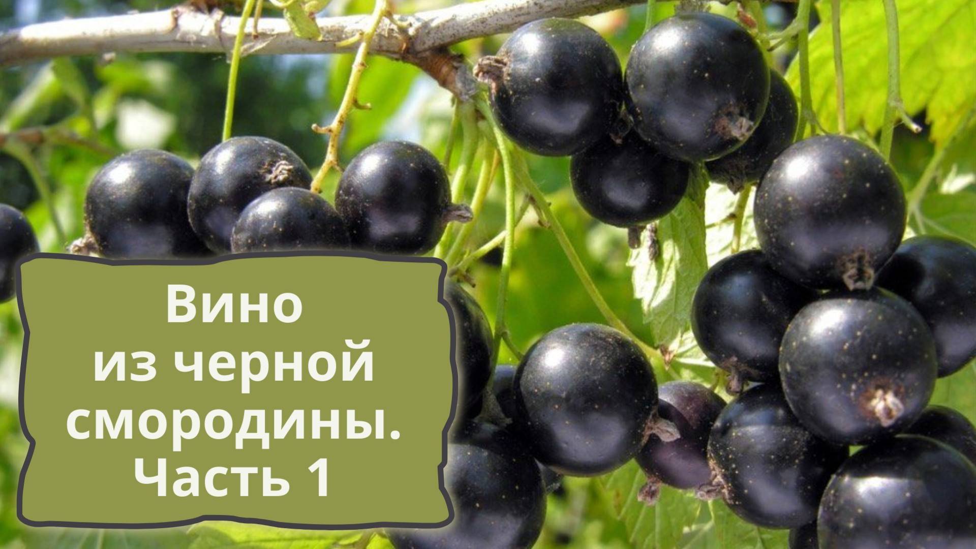 Вино из черной смородины - часть 1