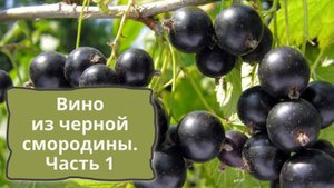 Вино из черной смородины - часть 1