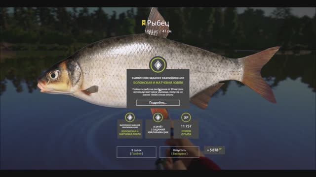 Рыбец трофейный, река Сура, игра Русская рыбалка 4, Russian Fishing 4