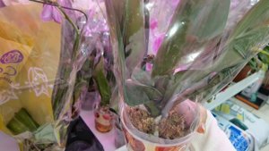 Обзор орхидей в СЦ. Если редкие и популярные Цены на взлёт.