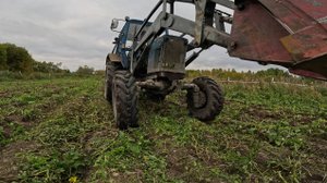МТЗ-82 с копалкой на уборке картофеля!