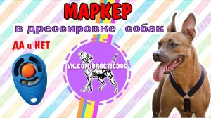 Маркеры ДА и НЕТ в дрессировке собак | дрессировка питбуля