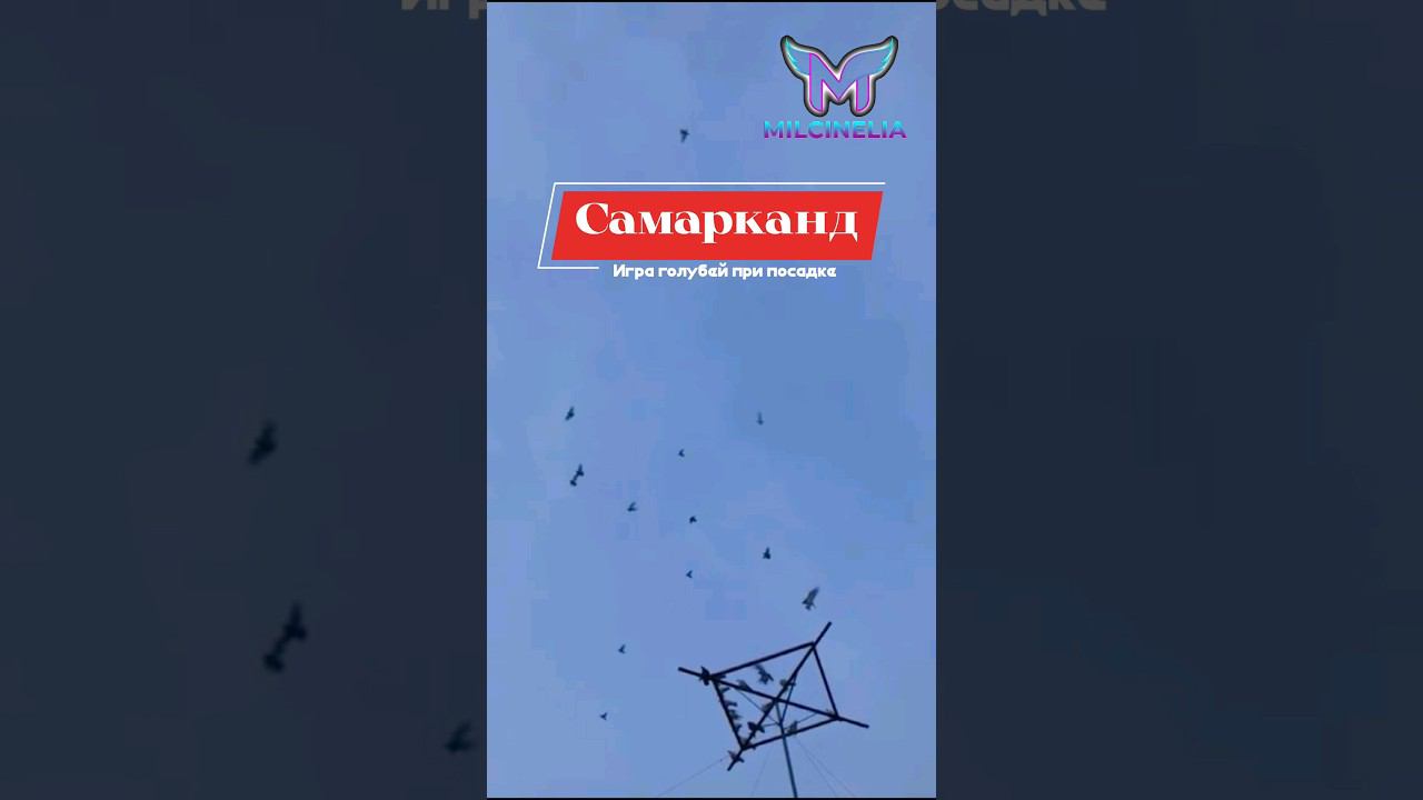 ГОЛУБИ САМАРКАНДА ИГРА ГОЛУБЕЙ ПРИ ПОСАДКЕ. #голуби #kabootar #pigeon #kabutar #birds #tauben смотреть онлайн