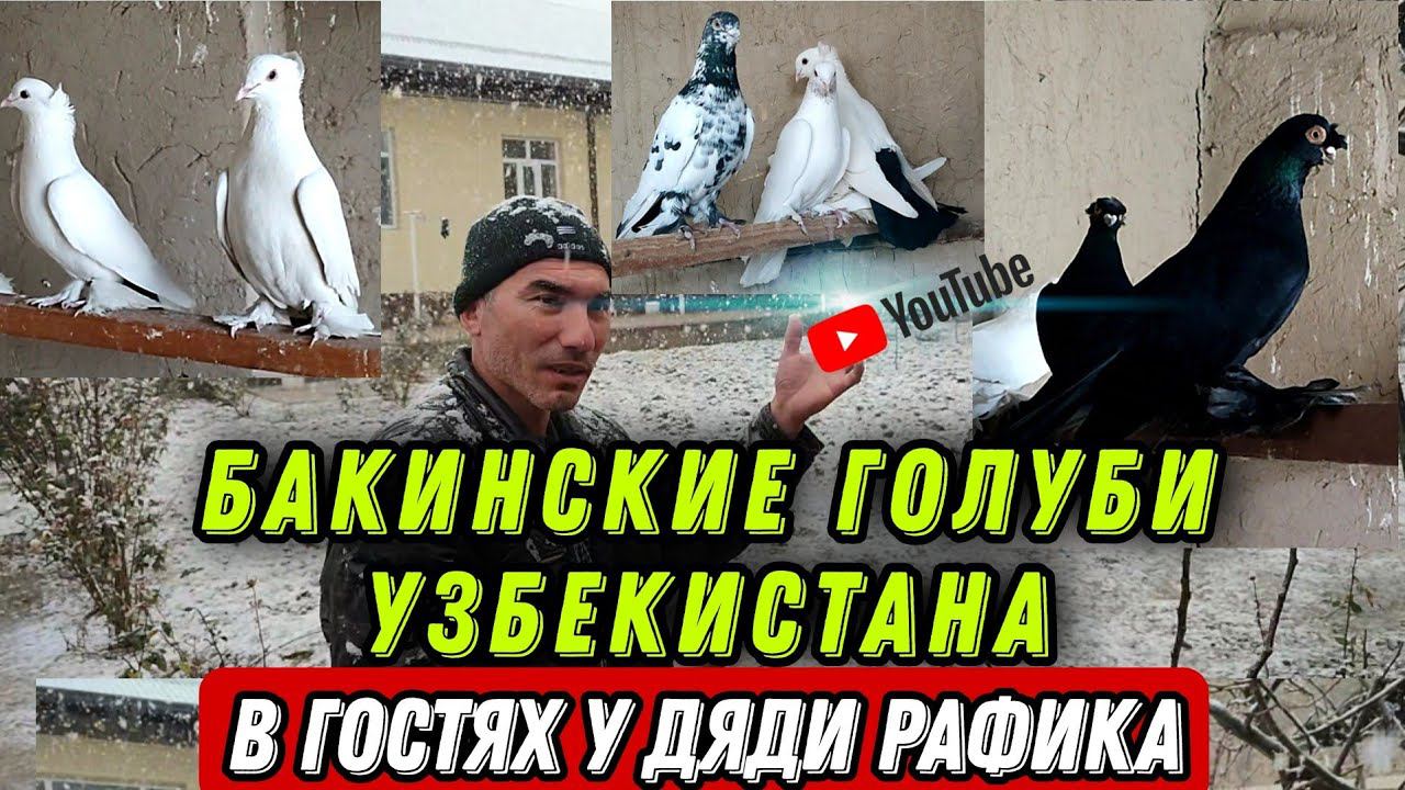 Игровые голуби! В ГОСТЯХ У ДЯДИ РАФИКА. БАКИНСКИЕ ГОЛУБИ УЗБЕКИСТАНА.